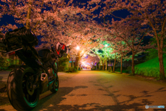 夜桜撮影