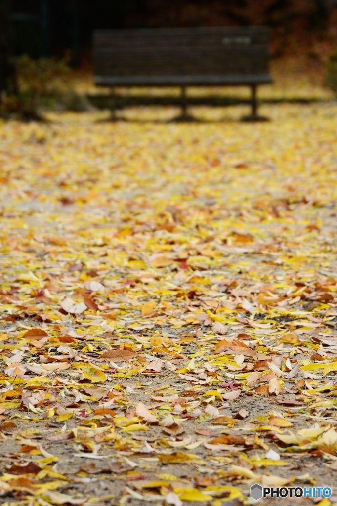 The falling leaves-2