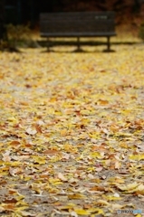The falling leaves-2