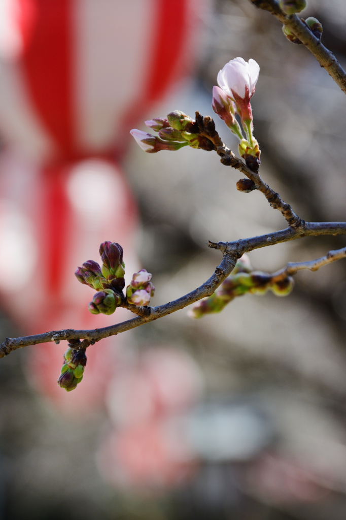 提灯は良し、桜はもうちょっと！