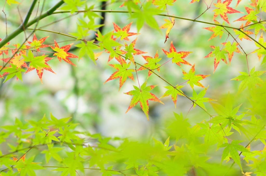 紅葉のプロセス
