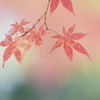 もみじの葉脈