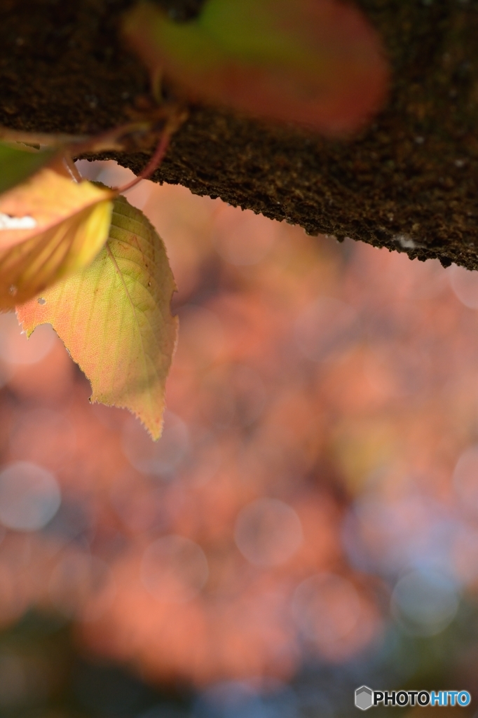 小春日和の紅葉