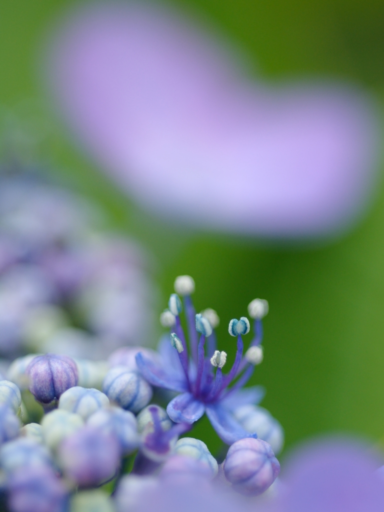 アジサイの花としべ
