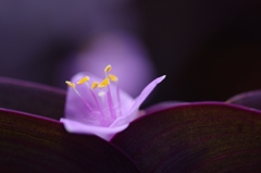 目を引く妖艶な花　