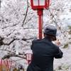 桜を撮る老カメラマン