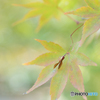 緑から赤へ 2