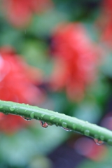 花壇の柵に・・・、