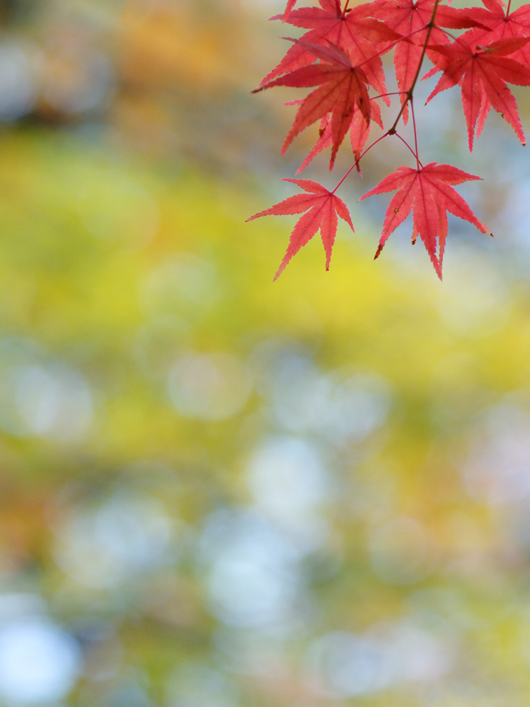 公園のもみじ