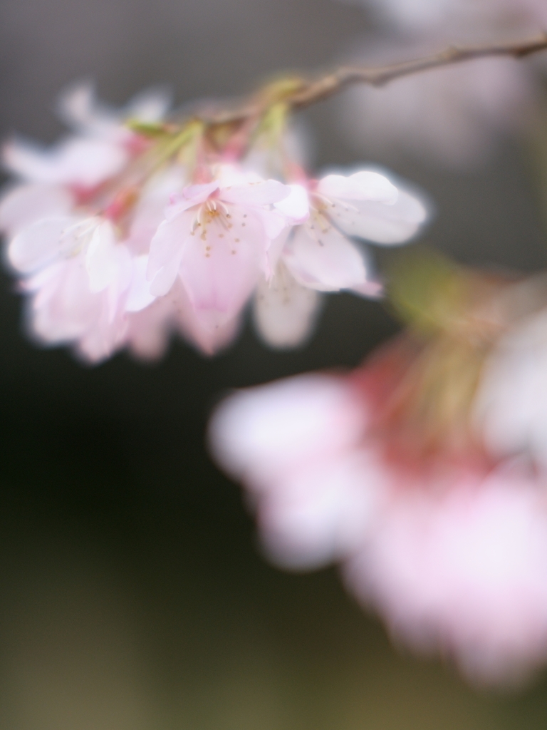 京都御所の桜
