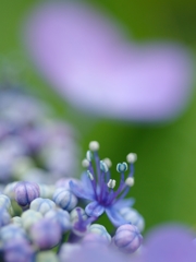 アジサイの花って・・・、