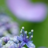 アジサイの花って・・・、