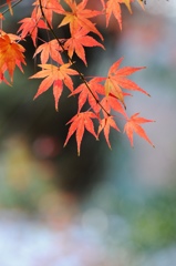 もみじの紅葉