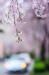 街路の枝垂桜