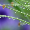 雨の日のしずく