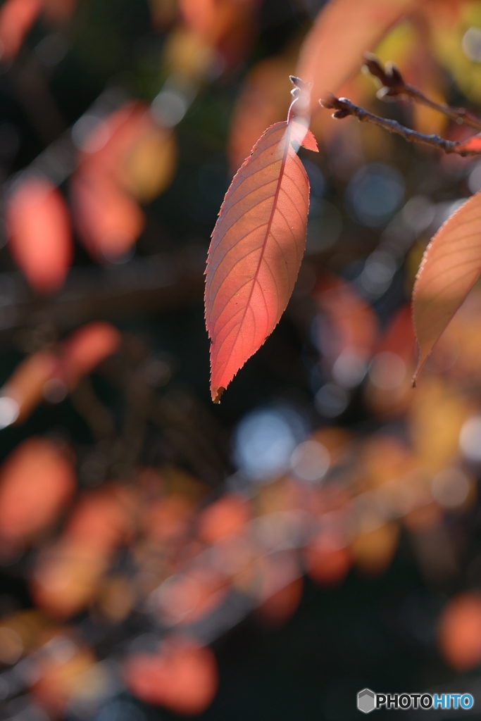 桜の葉・その後