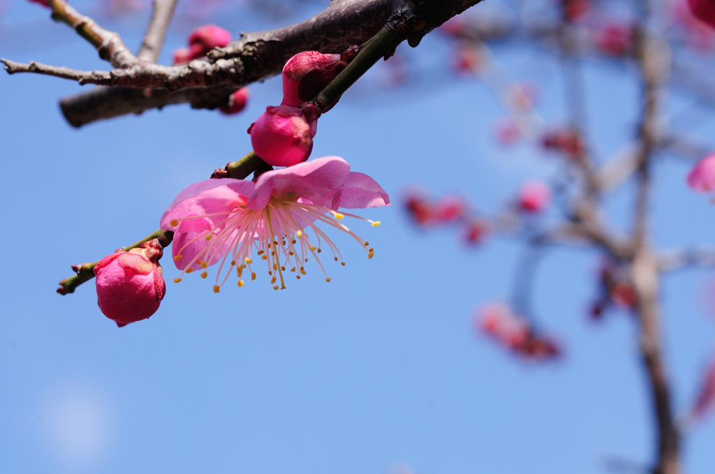 梅は咲いたか桜はまだかいな