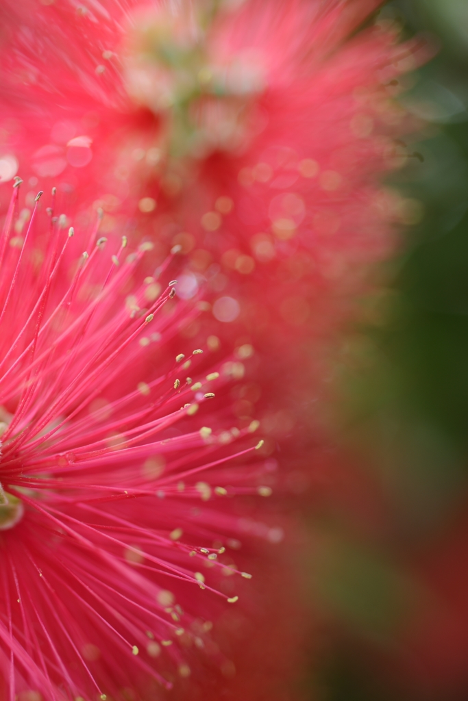 オーストラリアの花 ” マキハブラシノキ ” を・・・、