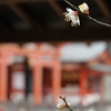 生田神社の白梅