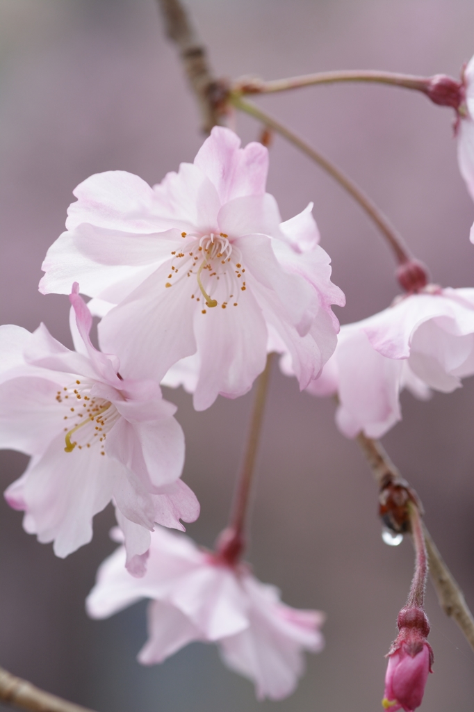 雨のち曇りの枝垂れ桜を、