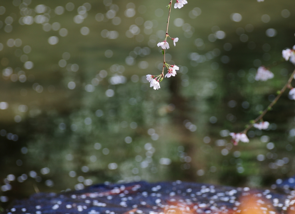 枝垂桜の散る頃