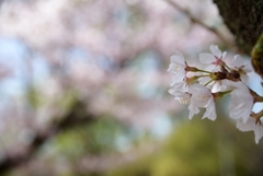 桜を撮りに・・・、