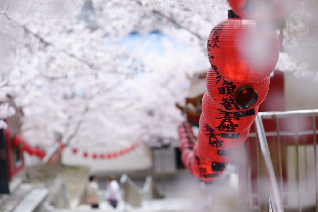 神戸・中華墓地の桜