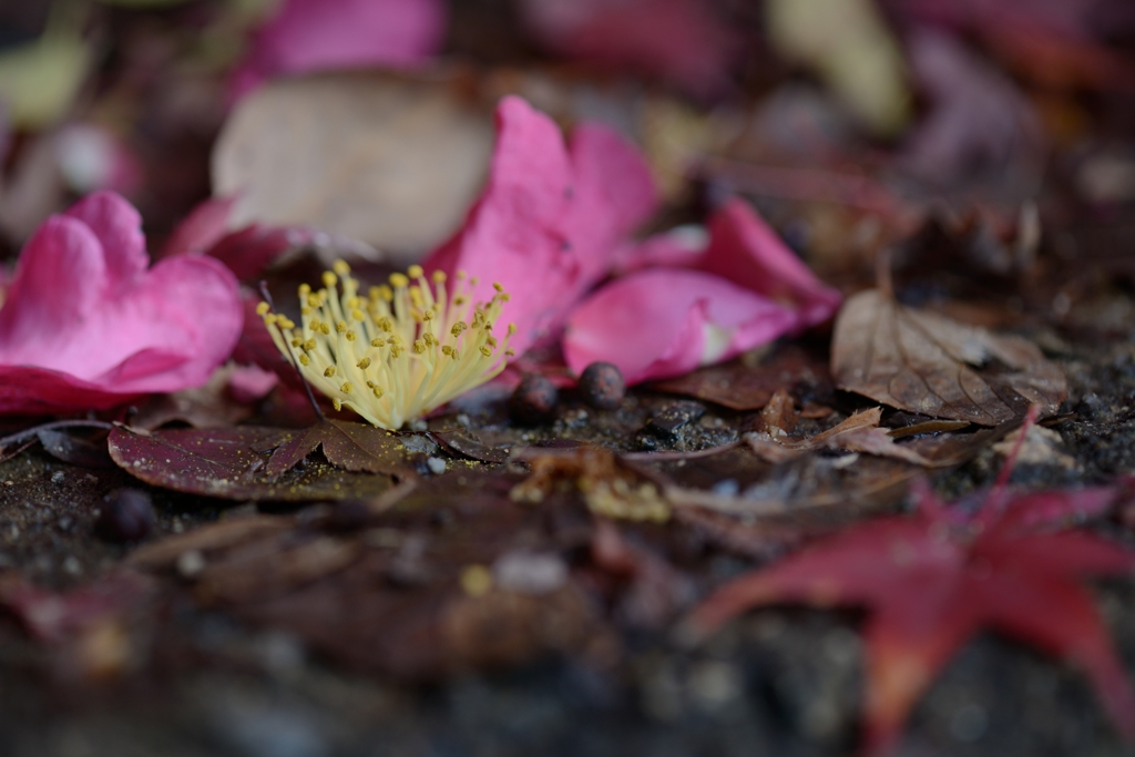 山茶花ともみじの散るころ