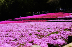 芝桜