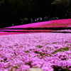 芝桜