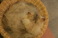 ネムリネコ