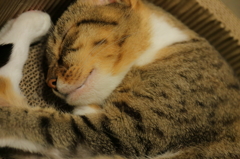 猫