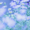 花壇
