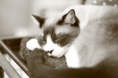 猫