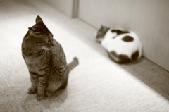 猫