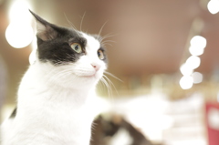 猫