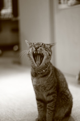 猫