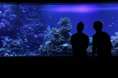 水族館のカップル