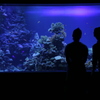 水族館のカップル