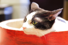 猫