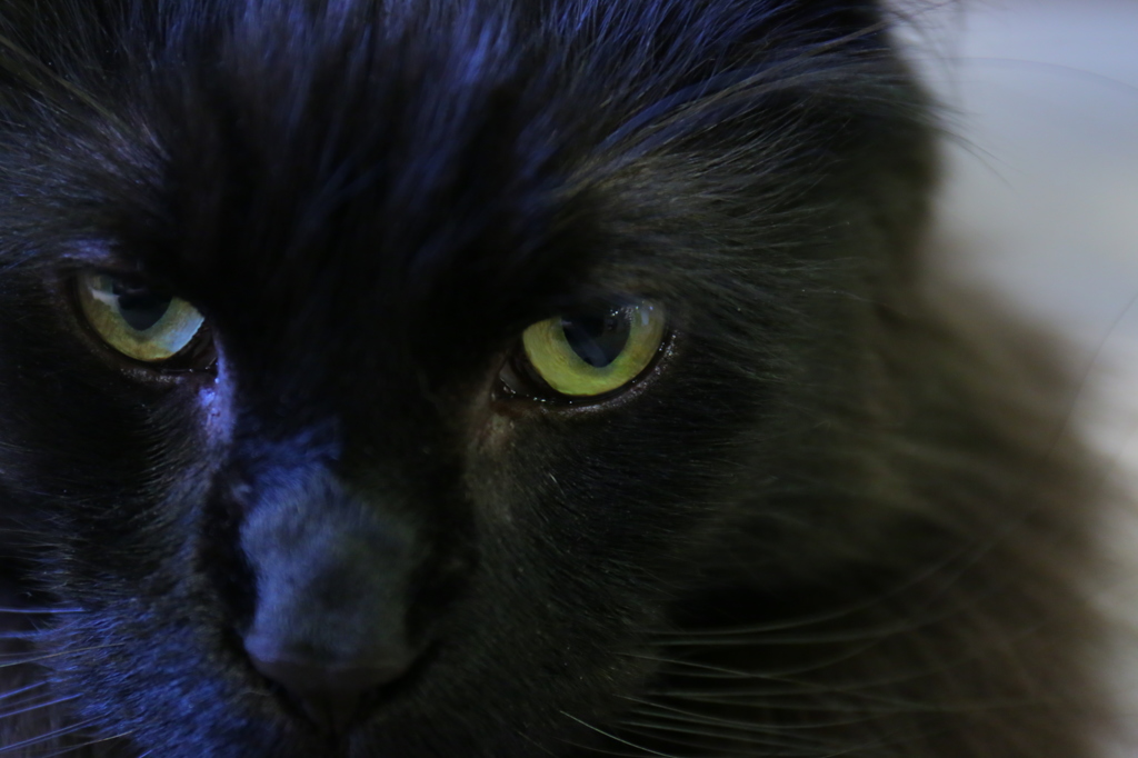 黒猫