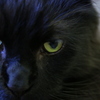 黒猫