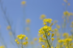 菜の花