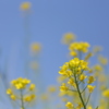 菜の花