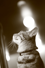 猫