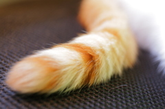 猫のしっぽ