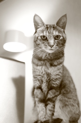 猫
