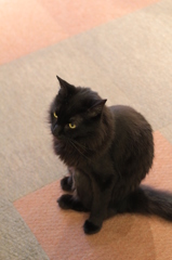 黒猫