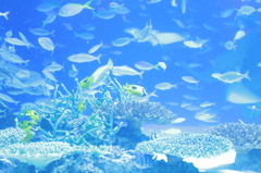 水族館の魚