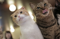 猫